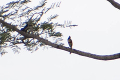 Pteroglossus castanotis