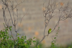 Merops orientalis