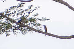 Pteroglossus castanotis