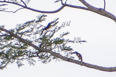 Pteroglossus castanotis