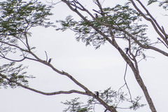 Pteroglossus castanotis