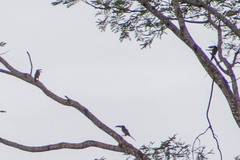 Pteroglossus castanotis