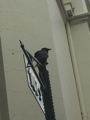 Corvus