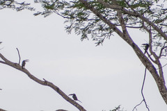 Pteroglossus castanotis