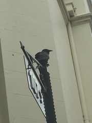 Corvus