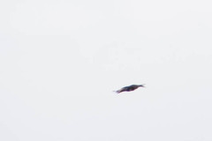 Pteroglossus castanotis