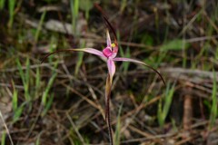 Caladenia versicolor