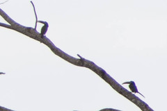 Pteroglossus castanotis