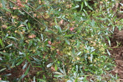Dodonaea viscosa cuneata