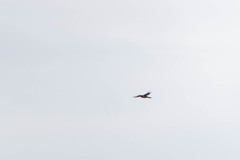 Pteroglossus castanotis