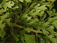 Dryopteris glabra pusilla