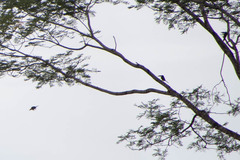 Pteroglossus castanotis