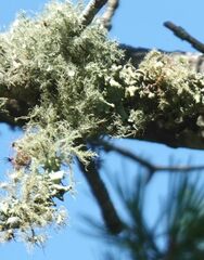 Usnea