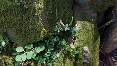 Peperomia tetraphylla