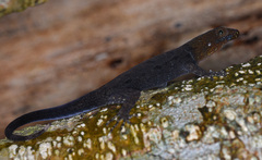 Gonatodes albogularis