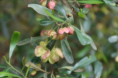 Dodonaea viscosa cuneata