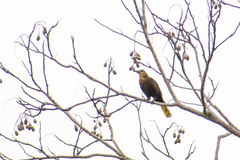 Psarocolius angustifrons