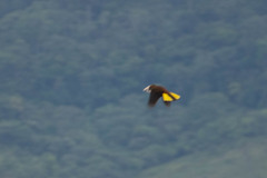 Psarocolius angustifrons