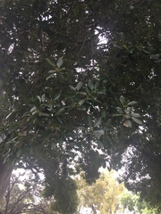 Ficus