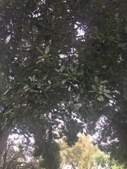 Ficus