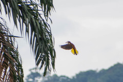 Psarocolius angustifrons