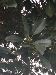 Ficus