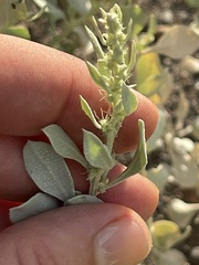 Atriplex barclayana