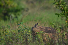 Cacomantis passerinus