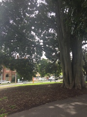 Ficus