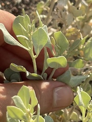 Atriplex barclayana