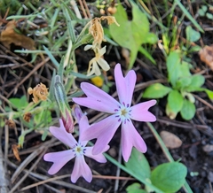 Phlox woodhousei