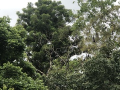 Pteropus alecto