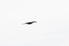 Psarocolius angustifrons