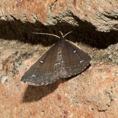 Adrapsa ablualis