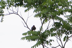 Psarocolius angustifrons