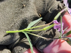 Phlox woodhousei