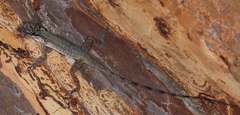 Anolis limifrons