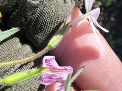 Phlox woodhousei