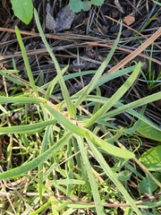 Phlox woodhousei