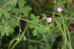 Geranium gardneri