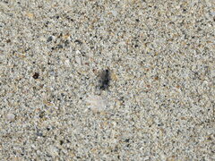 Laphystia