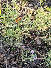 Phlox woodhousei