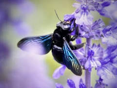 Xylocopa nasalis
