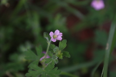 Geranium gardneri