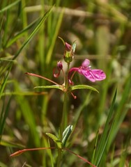 Impatiens chinensis