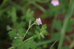 Geranium gardneri