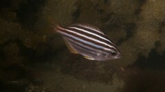 Atypichthys strigatus