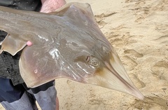 Aptychotrema rostrata