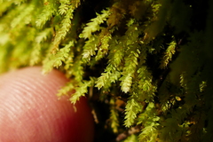 Hymenodon pilifer