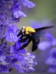 Xylocopa minor